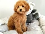 Çocuklarla Uyumlu Toy Poodle Yavrularimiz
