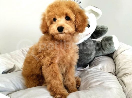 Çocuklarla Uyumlu Toy Poodle Yavrularimiz görsel