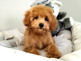 Çocuklarla Uyumlu Toy Poodle Yavrularimiz