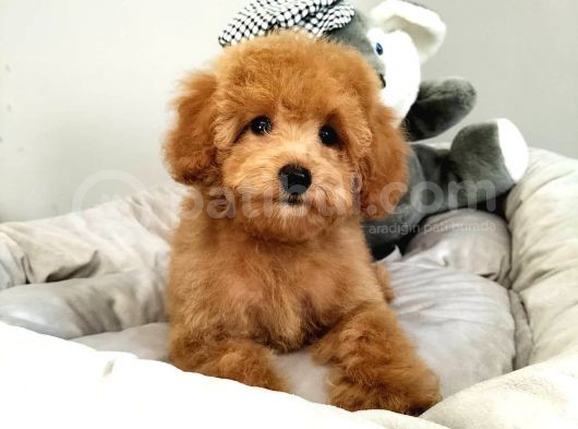 Çocuklarla Uyumlu Toy Poodle Yavrularimiz görsel