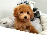Çocuklarla Uyumlu Toy Poodle Yavrularimiz