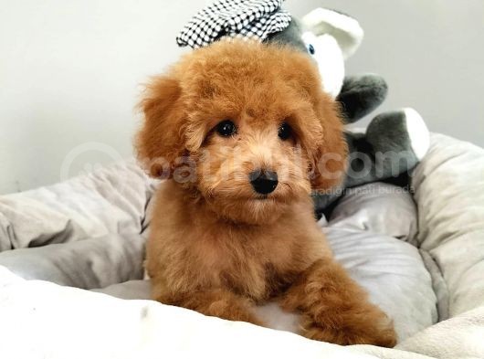 Çocuklarla Uyumlu Toy Poodle Yavrularimiz görsel