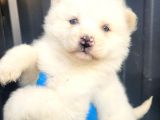 Sibirya Kurdu Husky Yavrular (Bursa Köpek Okulu)