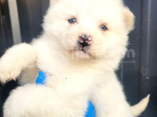 Sibirya Kurdu Husky Yavrular (Bursa Köpek Okulu) görsel