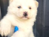 Sibirya Kurdu Husky Yavrular (Bursa Köpek Okulu)