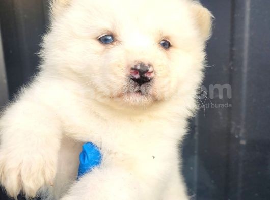 Sibirya Kurdu Husky Yavrular (Bursa Köpek Okulu) görsel