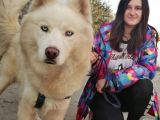 Sibirya Kurdu Husky Yavrular (Bursa Köpek Okulu)