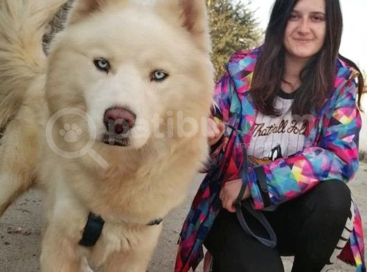 Sibirya Kurdu Husky Yavrular (Bursa Köpek Okulu)