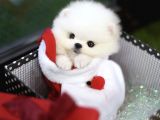 Sevimli Ve Sempatik Pomeranian Boo Kızımız Molly