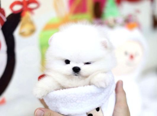 Irk Ve Sağlık Garantili Pomeranian Boo Yavrularımız görsel