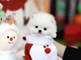 Sevimli Ve Sempatik Pomeranian Boo Kızımız Molly