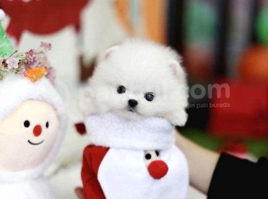 Irk Ve Sağlık Garantili Pomeranian Boo Yavrularımız görsel