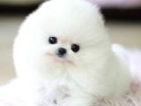 Sevimli Ve Sempatik Pomeranian Boo Kızımız Molly