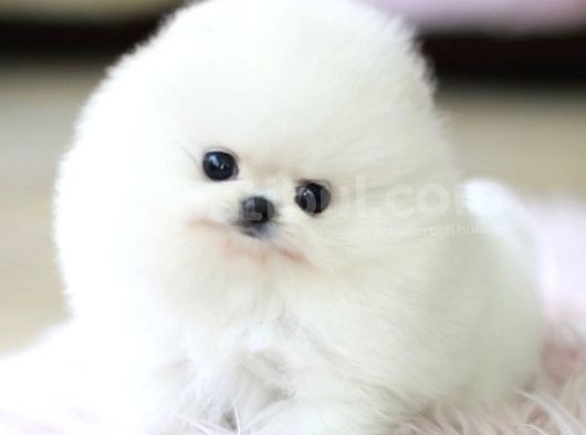 Irk Ve Sağlık Garantili Pomeranian Boo Yavrularımız