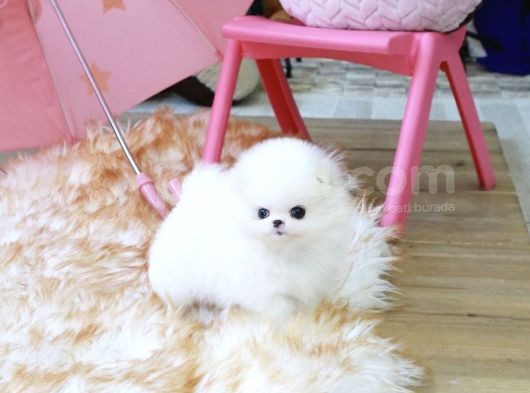 Irk Ve Sağlık Garantili Pomeranian Boo Yavrularımız görsel