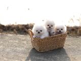 Irk Ve Sağlık Garantili Pomeranian Boo Yavrularımız