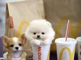 Irk ve Sağlık Garantili Pomeranian Boo Yavrularımız
