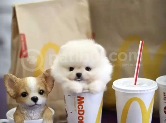 Irk Ve Sağlık Garantili Pomeranian Boo Yavrularımız
