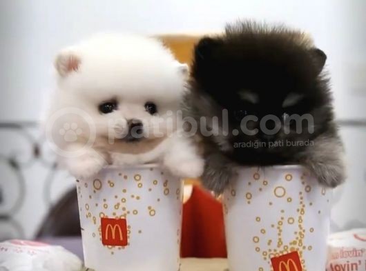 Irk Ve Sağlık Garantili Pomeranian Boo Yavrularımız görsel