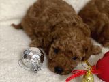 Sağlık Ve Irk Garantili Toy Poodle Bebekler