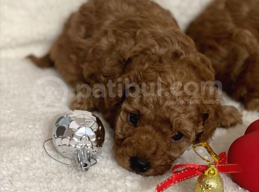 Sağlık Ve Irk Garantili Toy Poodle Bebekler görsel