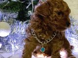 Sağlık Ve Irk Garantili Toy Poodle Bebekler
