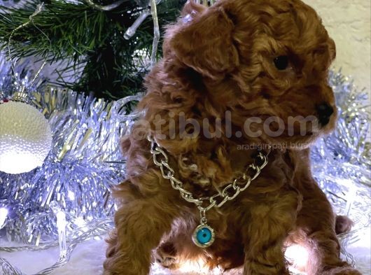 Sağlık Ve Irk Garantili Toy Poodle Bebekler görsel