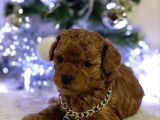 Sağlık Ve Irk Garantili Toy Poodle Bebekler