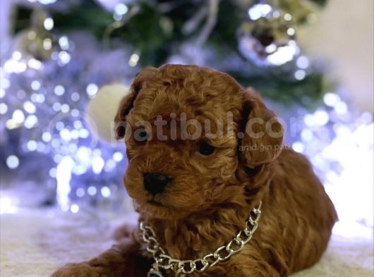 Sağlık Ve Irk Garantili Toy Poodle Bebekler