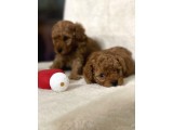 Sağlık Ve Irk Garantili Toy Poodle Bebekler