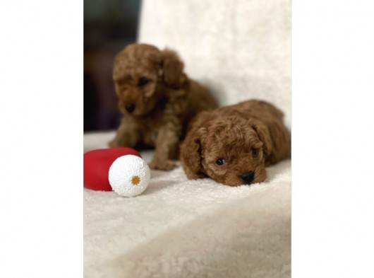 Sağlık Ve Irk Garantili Toy Poodle Bebekler görsel