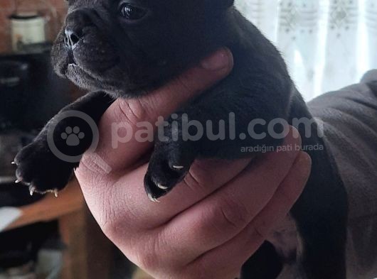 A Kalite French Yavrularımız Yeni Yuvalarını Arıyor görsel