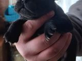 A Kalite French Yavrularımız Yeni Yuvalarını Arıyor