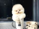 Sevimli Ve Sempatik Pomeranian Boo Kızımız MOLLY