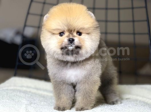 Ayıcık Suratlı Pomeranian Boo Yavrumuz görsel