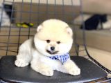 Show Kalite Pomeranian Boo Yavrumuz