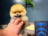 Mini Boy Teacup Pomeranian Boo Yavrumuz