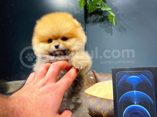 Mini Boy Teacup Pomeranian Boo Yavrumuz