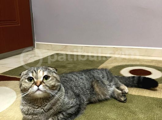 Scotti̇sh Fold Golden Shaded Kizimiza Yuva görsel