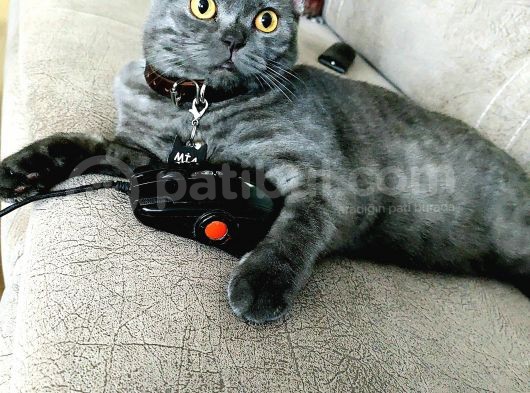 Mia Kızımız Karneli Eğitimli