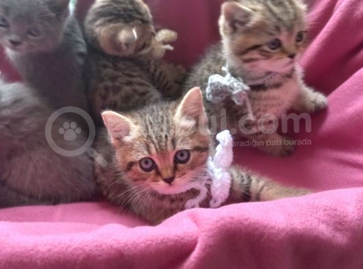 Haşin Erkekler Tatlı Bakışlarıyla Yeni Yuvasını Arıyor görsel