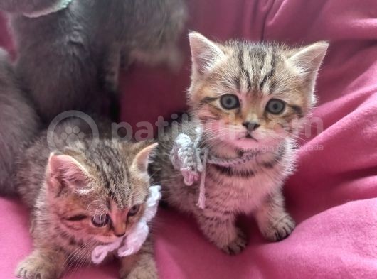 Haşin Erkekler Tatlı Bakışlarıyla Yeni Yuvasını Arıyor görsel