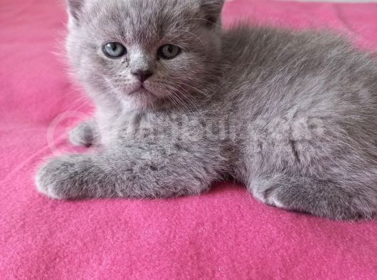 Haşin Erkekler Tatlı Bakışlarıyla Yeni Yuvasını Arıyor