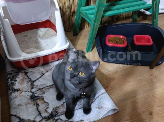 Mia Kızımız Karneli Eğitimli görsel