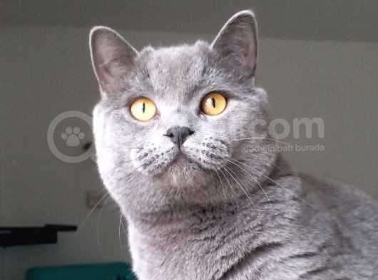 10 Aylık Yakışıklı Ve Sağlıklı Oğlumuz Yeni Yuvasını Arıyor