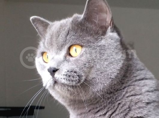 10 Aylık Yakışıklı Ve Sağlıklı Oğlumuz Yeni Yuvasını Arıyor görsel