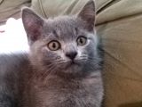 2.5 Aylık British Shorthair Yavrumuz Yuvasını Arıyor