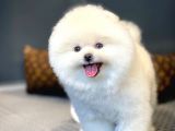 Muhteşem Surat Yapısına Sahip Pomeranian Boo Yavrumuz