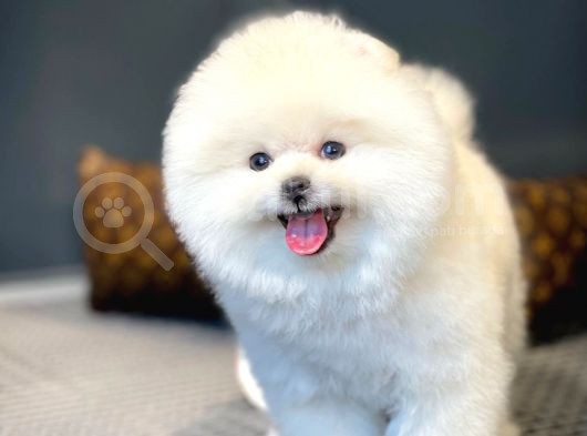 Muhteşem Surat Yapısına Sahip Pomeranian Boo Yavrumuz görsel