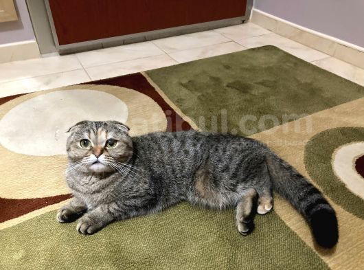Scotti̇sh Fold Golden Shaded Kizimiza Yuva görsel